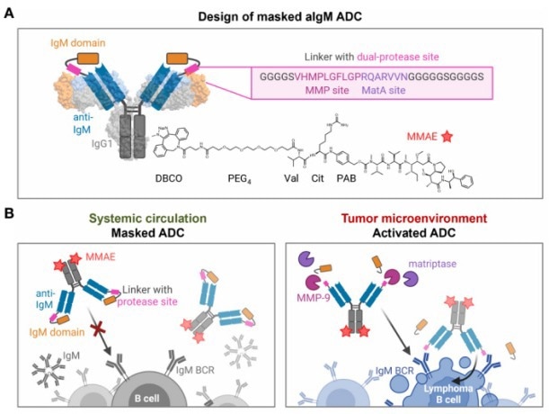 Design and mode of action of masked aIgM ADC