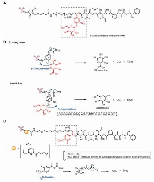 Structures of glycosidase- and sulfatase-cleavable triggers. (A)The structure of a β-glucuronidase-cleavable, linker-containing ADC. (B)Release mechanism of b-glucuronidase and β-glucuronidase-cleavable linkercontaining ADCs. (C)The structure and release mechanism of sulfatase-cleavable linker-containing ADCs