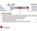 Using proteases to screen and validate ADC linker