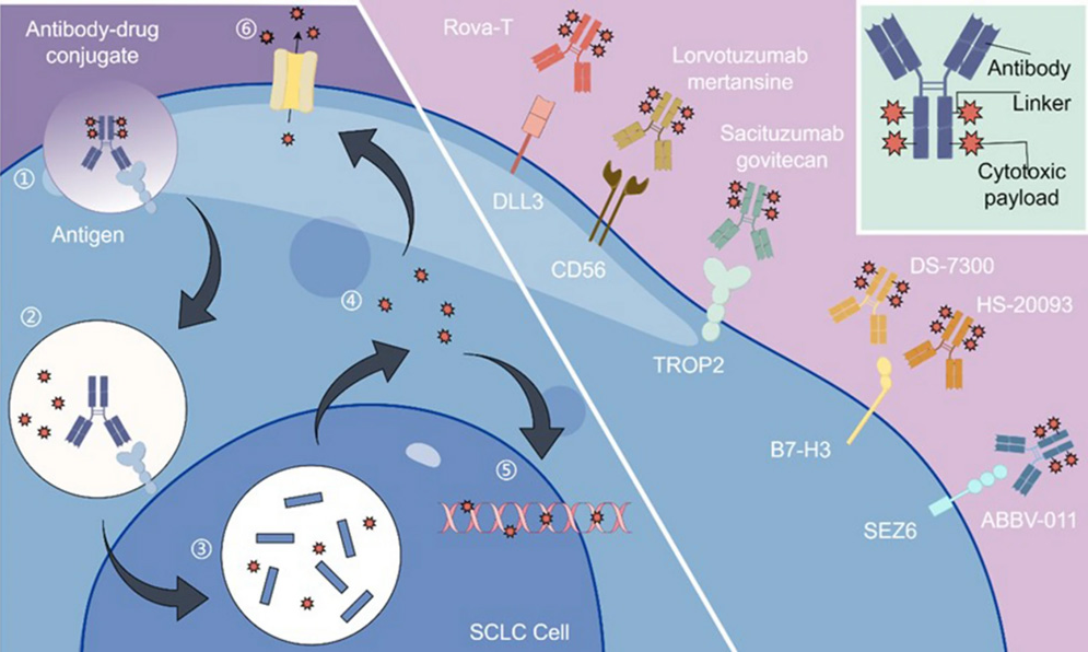ADC Mechanism of Action and Drug Development Target for SCLC