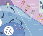Exploring SEZ6-ADC drug development tools