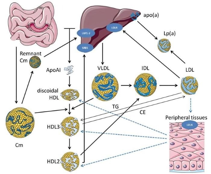 Lipid Metabolism Pathway 1