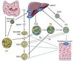 Insights into oligonucleotides and gene editing therapies
