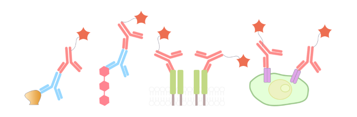 Examples of Immunoassay