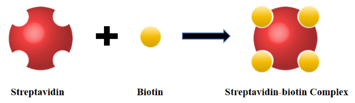 SA-Biotin System