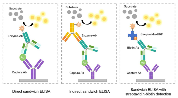 Different Signal Amplification Modes in ELISA