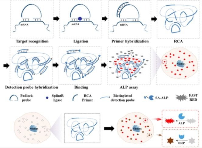 Chromogenic Visualization of Single RNA Molecules In Situ with Duplex Capability by Rolling Circle Amplification with Alkaline Phosphatase