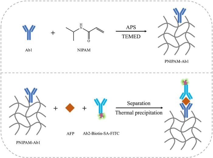 Sandwich Immunoassay Method for Quantitative Determination of AFP