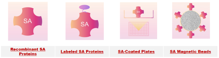 Cost-effective streptavidin for biomolecule capture