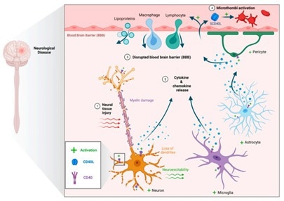 CD40–CD40L in neuroinflammation. Proposed mechanism for cytokine-mediated neuronal. CD40–CD40L in neuroinflammation. Proposed mechanism for cytokine-mediated neu ronal damage, disruption of the blood brain barrier, and microthrombi formation. damage, disruption of the blood brain barrier, and microthrombi formation