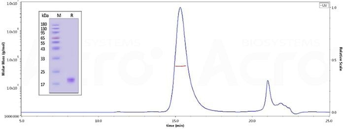 The purity of Mouse CD40 Ligand Protein, His Tag (Cat. No. CDL-M5248) is more than 95% and the molecular weight of this protein is around 50-65 kDa verified by SEC-MALS
