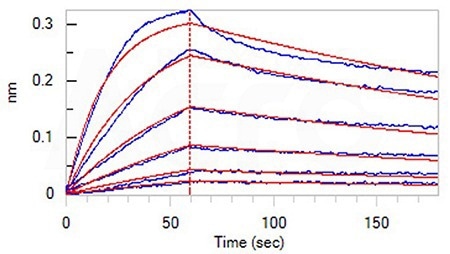 Loaded Human CD40 Protein, Fc Tag (Cat. No. CD0-H5253) on Protein A Biosensor, can bind Human CD40 Ligand, His,Flag Tag, premium grade (Cat. No. CDL-H52Db) with an affinity constant of 1.58 nM as determined in BLI assay (ForteBio Octet Red96e) (QC tested)
