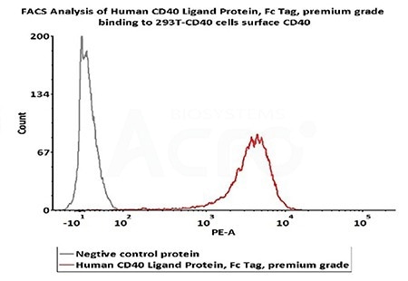 FACS analysis shows that Human CD40 Ligand Protein, Fc Tag, premium grade (Cat. No. CDL-H5269) can bind to 293T-CD40 cells surface CD40. The concentration of Human CD40 Ligand is 0.3 μg/mL (Routinely tested)