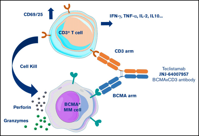 Schematic of the TCE Bispecific Antibody Mechanism