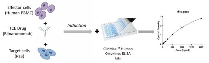 Assay Protocol for Measuring CD3 Bispecific Antibody (Blinatumomab) Activity
