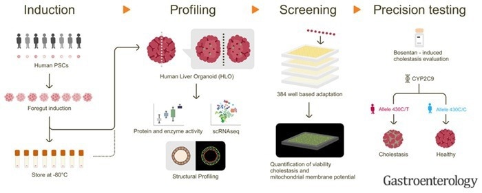 Drug toxicity screening system based on liver organoids