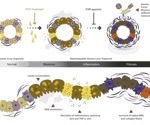 Liver Organoids for Advancing Disease Research