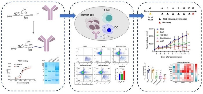 Anti-PD-L1 antibody coupled with β-glucan to construct AGC