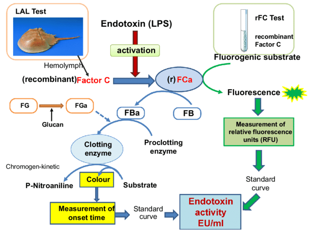 Schematic diagram of false positive endotoxin test due to β-glucan