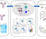Mitigation of β-glucan interference in endotoxin detection