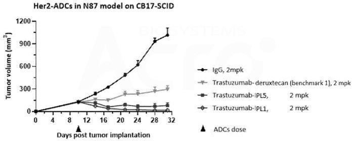 In the N78 model, the HER2 camptothecin-based ADC exhibits superior in vivo activity compared to Daiichi Sankyo