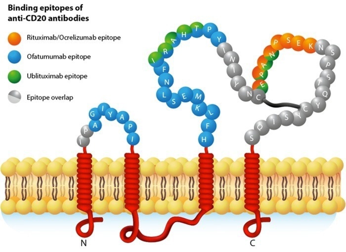 Diagram of CD20 Structure