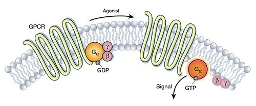Diagram of GPCRs Structure