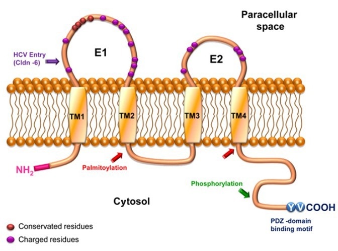 Diagram of Claudin 6 Structure