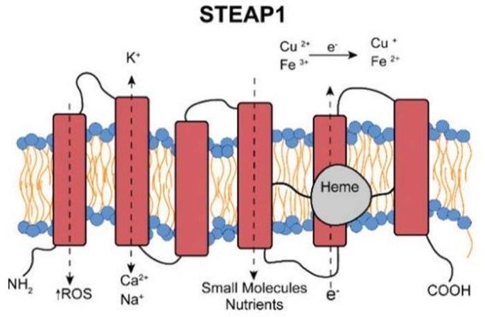 Diagram of STEAP1 Structure