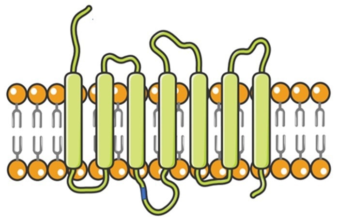 Diagram of CCR8 Structure