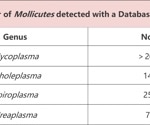 Detecting mycoplasma and biopharmaceutical quality