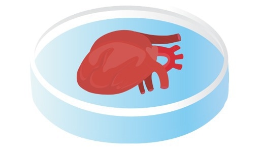 Cardiac Organoids.