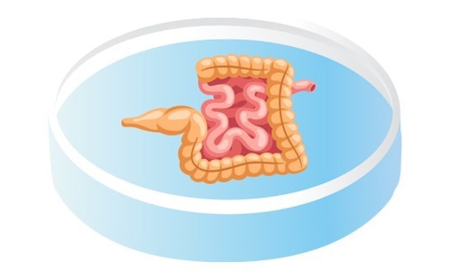 Intestinal Organoids.