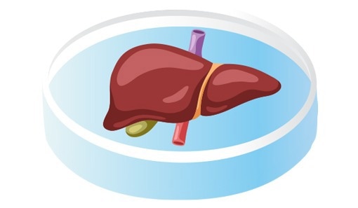Liver Organoids.
