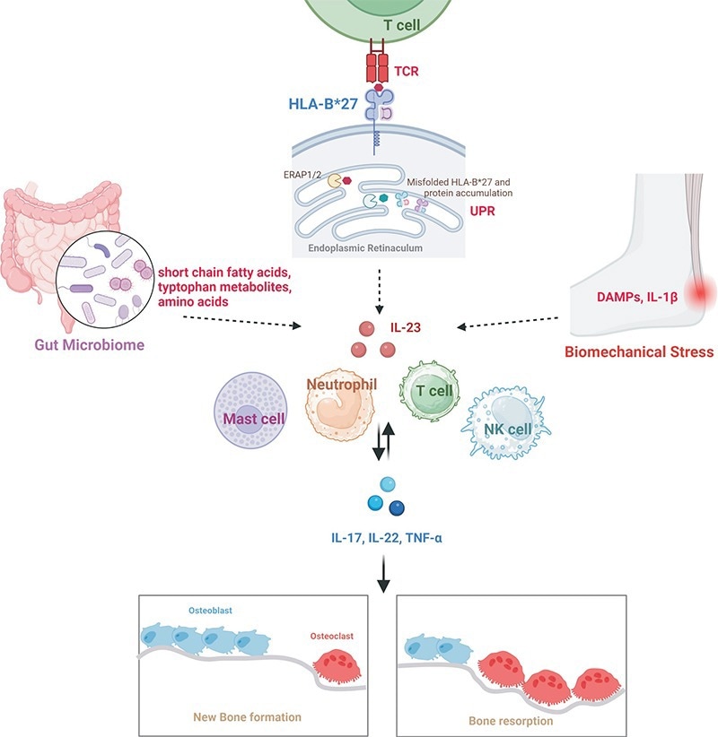 AS and its pathogenic mechanisms.