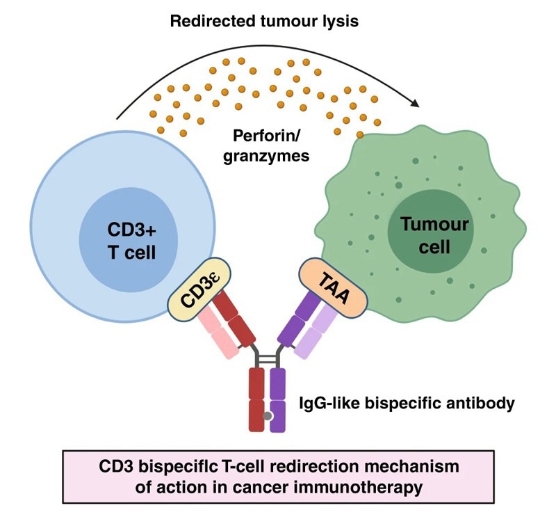 Mechanism of CD3 BsAbs-mediated T-cell redirection in cancer.