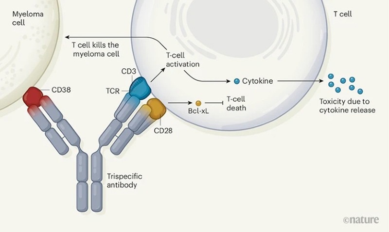 TsAbs Targeting CD38/CD3/CD28.