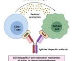 Multispecific antibodies for cancer therapy