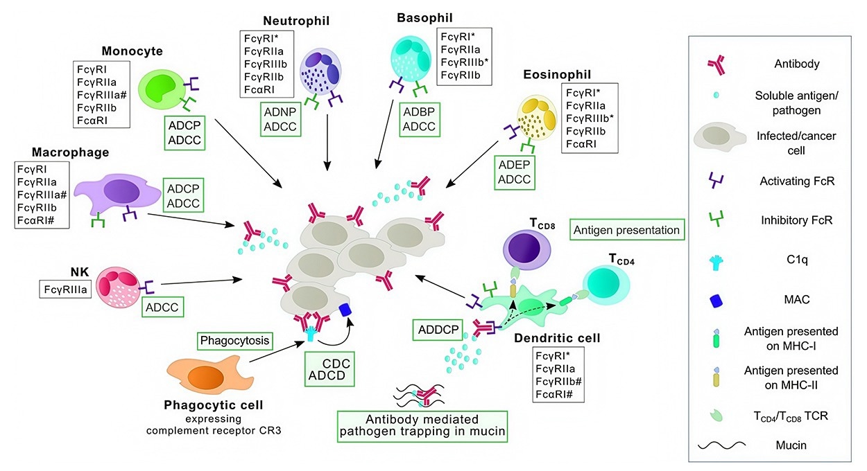 Fc-mediated effector functions: the schematic depicts the variety of cells expressing Fc receptors (FcRs) and the different types of Fc-mediated effector functions.