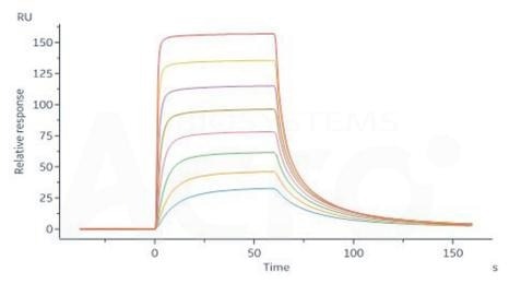 Immobilized Biotinylated Human FCGRT&B2M Heterodimer Protein, His,Avitag (Cat. No. FCM-H82W7) on SA Chip can bind Herceptin® with an affinity constant of 0.267 μM as determined in a SPR assay (Biacore 8K) (QC tested)