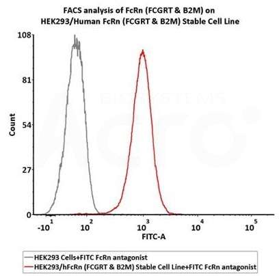 FACS analysis of FcRn (FCGRT & B2M) on HEK293/Human FcRn (FCGRT & B2M) Stable Cell Line. FACS assay shows that FITC-Labeled Human IgG1 Fc (C103S, M135Y, S137T, T139E, H316K, N317F) Protein, His Tag (Cat. No. IG1-HF2H3) can bind to HEK293/Human FcRn (FCGRT & B2M) Stable Cell Line. HEK293/Human FcRn (FCGRT & B2M) Stable Cell Line was red line, negative control HEK293 cells was grey line(QC tested).