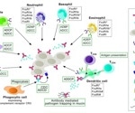 Exploring key factors for antibody R&D