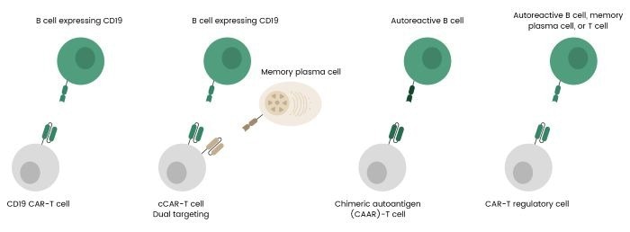 Overview of CAR-T cell engineering strategies for autoimmune diseases, including broad B cell targeting, dual targeting, selective depletion of autoreactive B cells, and T regulatory cell engineering.6