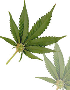 Cannabis-derived drugs for treatment of the disease