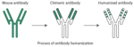 Humanization services for mouse monoclonal antibodies