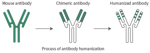 Antibody humanization with high sequence homology