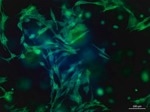 TissueFab® bioink - (Gel)ma-Vis/405 nm