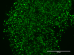 TissueFab® bioink - (GelHA)ma–Vis/405 nm