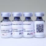 GMP compliant SCF protein