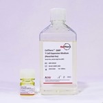 CelThera™ GMP T Cell Expansion Medium (Phenol Red-free): A serum-free culture medium